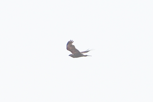 Western Marsh Harrier