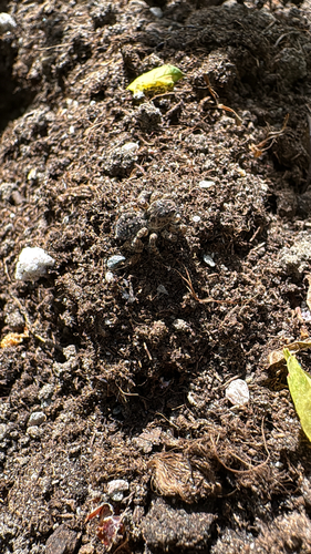 V-Signed Jumping Spider