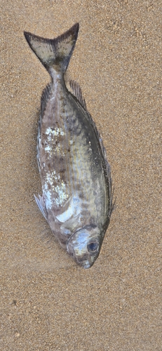 Rivulated Rabbitfish