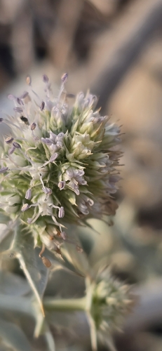 Sea Holly