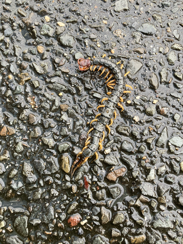 Chinese Red-headed Centipede