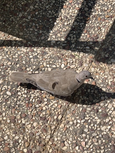 Eurasian Collared-Dove