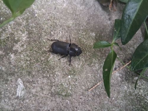 Lesser Stag Beetle