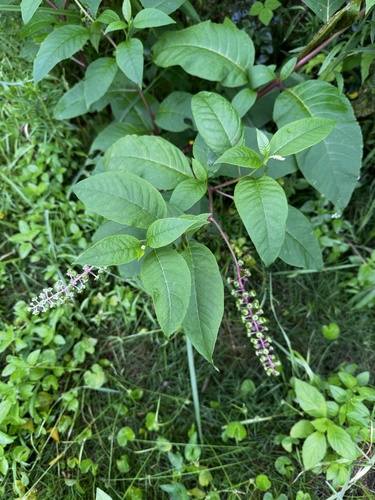 American pokeweed
