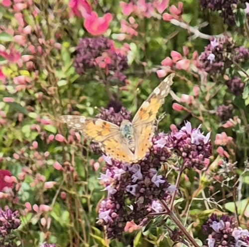 Painted Lady