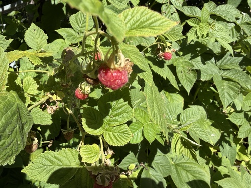 red raspberry