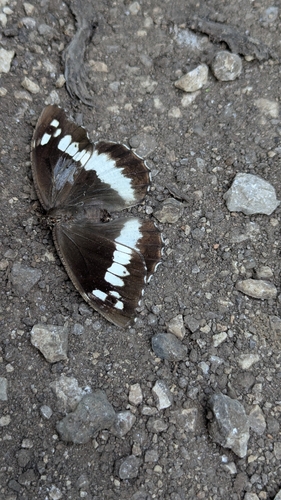 Great Banded Grayling