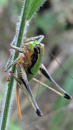 Schmidt's Marbled Bush-cricket