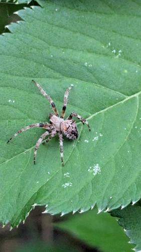 Angular Orbweaver Spider