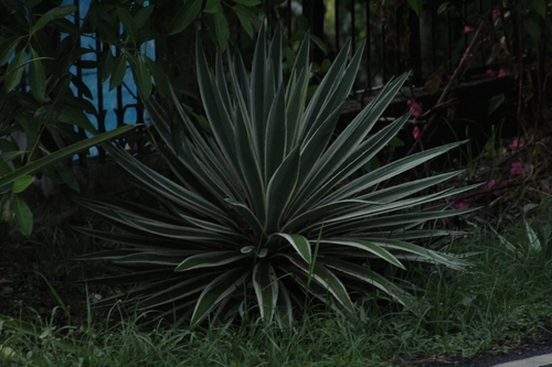 Agave angustifolia image