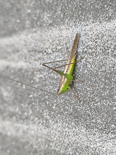 Spotted Meadow Katydid