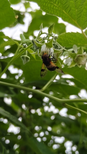 Pellucid Hover Fly