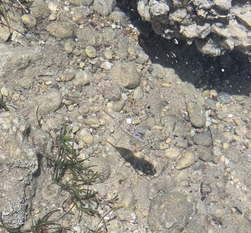 Flavimaculosus Puffer