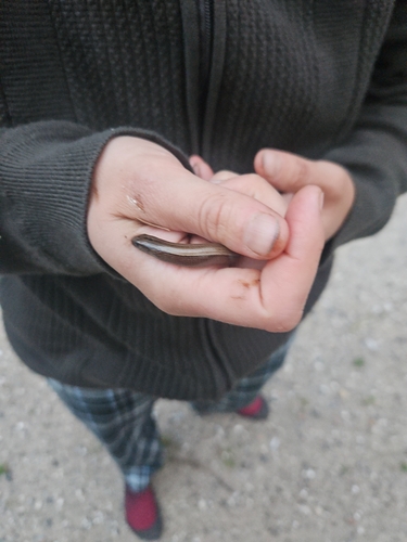 Common Slowworm