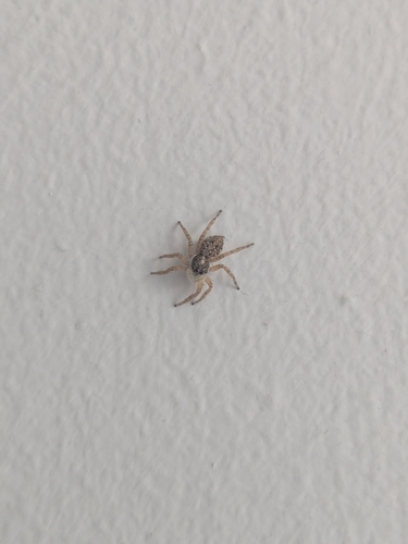 Half-edged Wall Jumping Spider