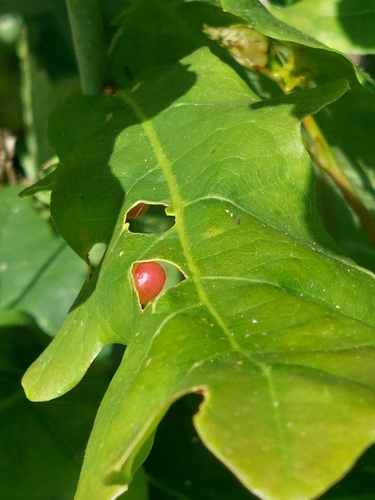 Pea Gall Wasp