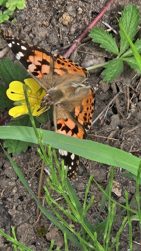 Painted Lady