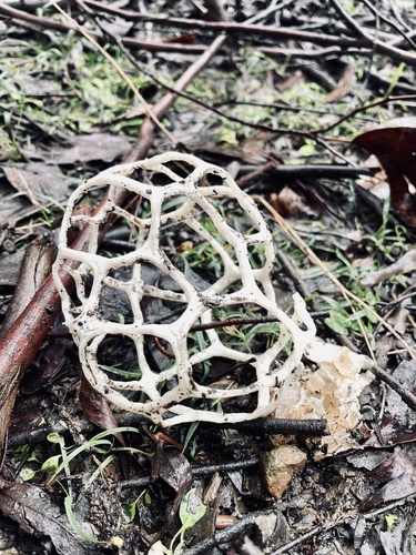 smooth cage fungus