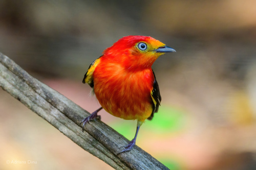 Band-tailed Manakin