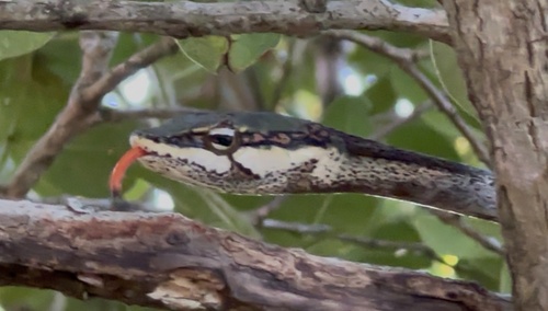 Southern Vine Snake