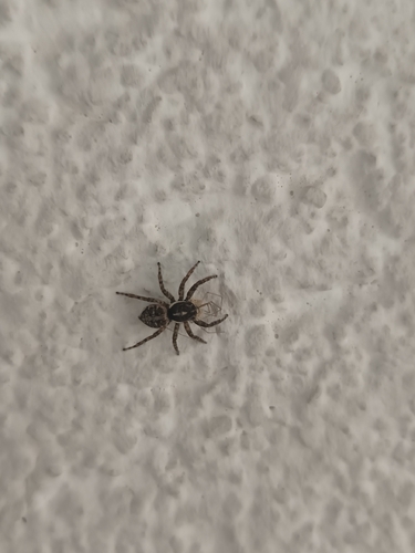 Half-edged Wall Jumping Spider