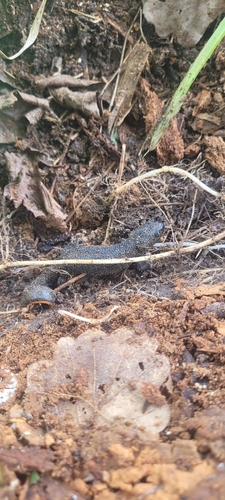 Great Crested Newt