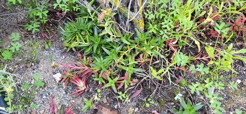 Crassula capitella thyrsiflora