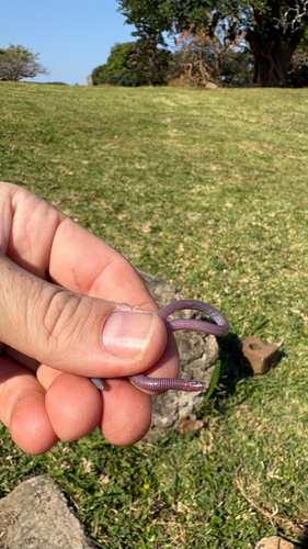 Maputoland Dwarf Worm Lizard