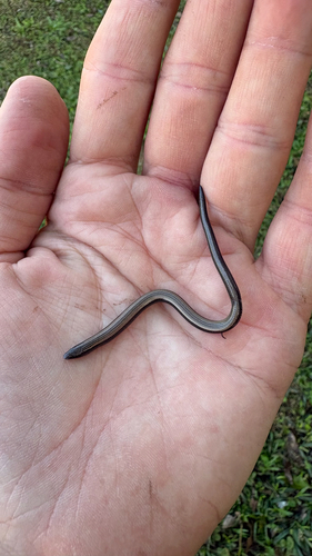 Lowveld Dwarf Burrowing Skink