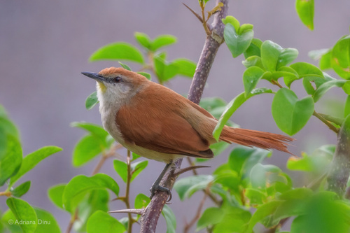 Yellow-chinned Spinetail