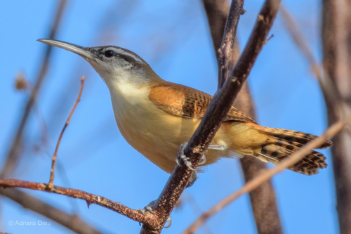 Long-billed Wren