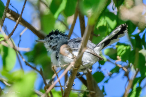 Caatinga Antwren