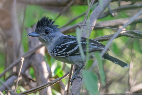 Planalto Slaty-Antshrike