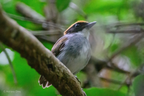 Black-cheeked Gnateater