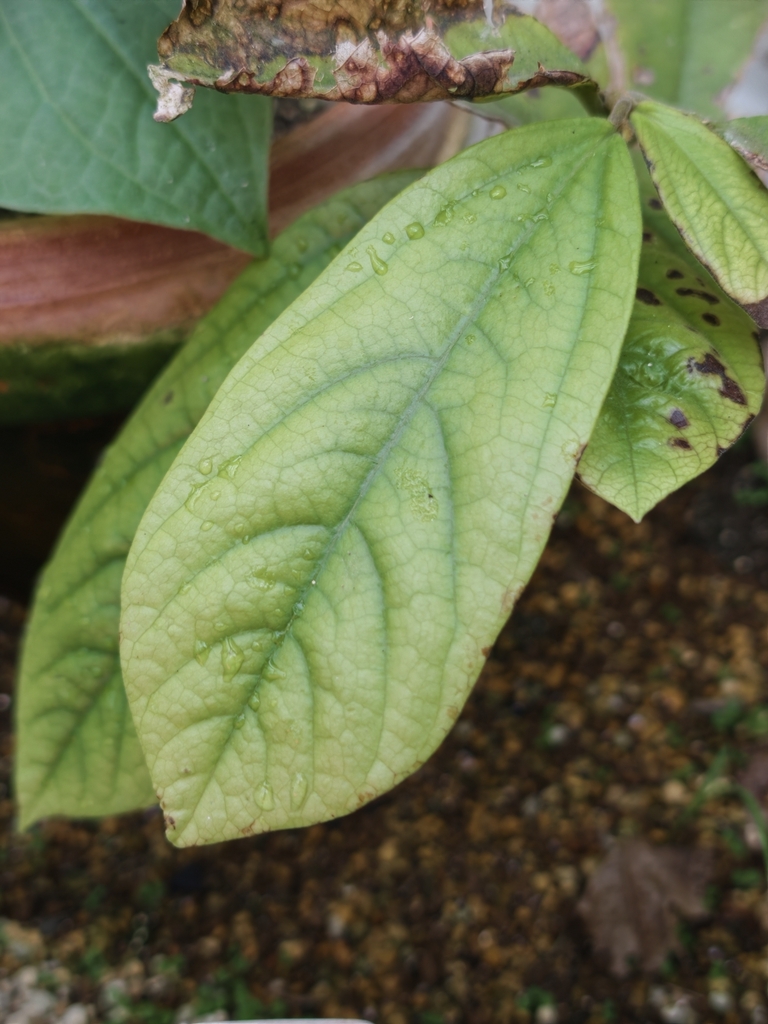Thottea hainanensis (Thottea hainanensis)