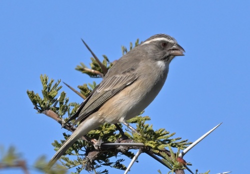 Streaky-headed Seedeater