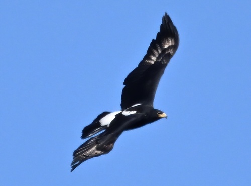 Verreaux's Eagle