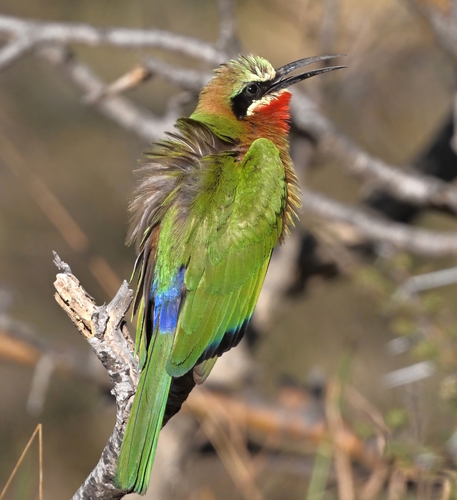 White-fronted Bee-eater
