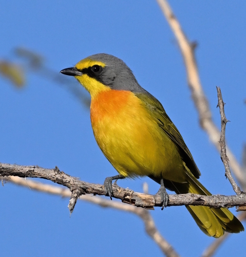 Sulphur-breasted Bushshrike