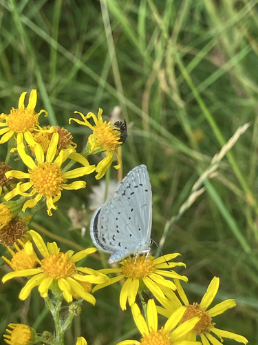 Holly Blue