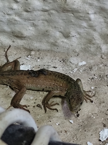 Erhard's Wall Lizard