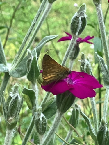 Large Skipper