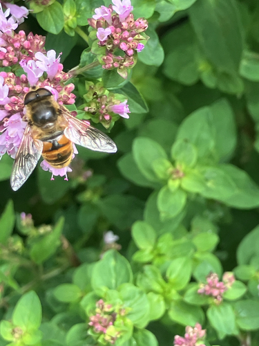 Common Drone Fly