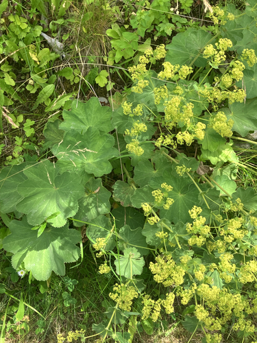 Garden Lady's-mantle