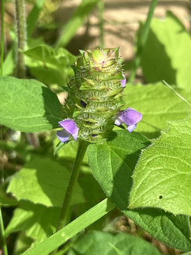 common selfheal