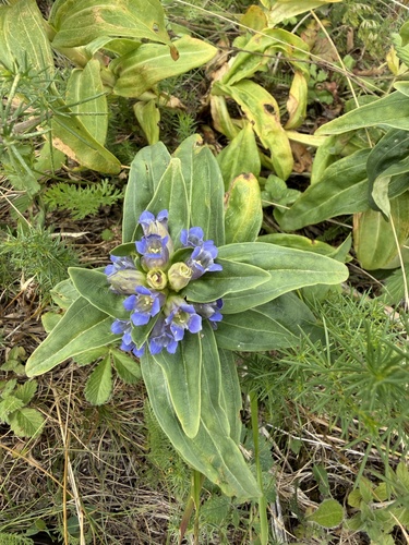 Cross Gentian