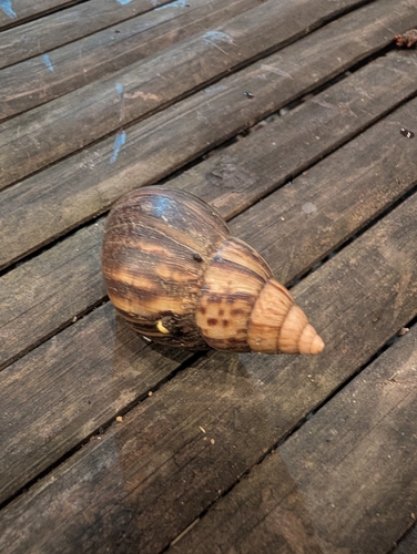 African Giant Snail