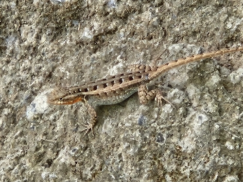 Rose-bellied Lizard