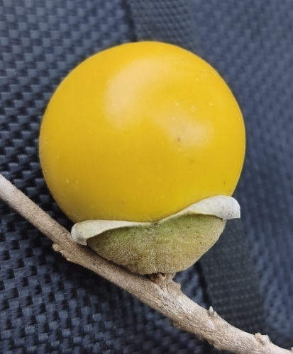Willow Leaf Persimmon