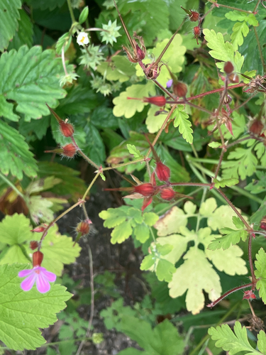 Herb Robert